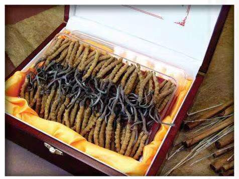 南雄冬虫夏草回收